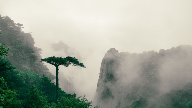 山川松树