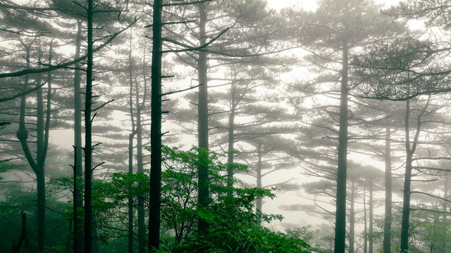迷雾森林