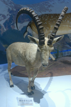 欧洲野生动物努比亚羱羊