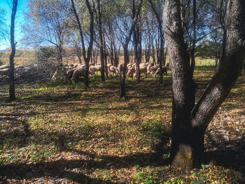 秋季树林羊群落叶