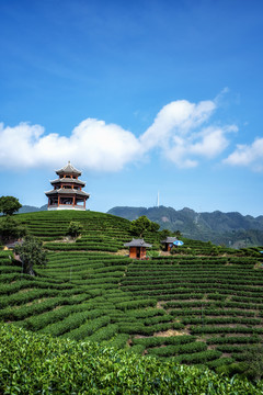 广西柳州三江布央仙人山茶田