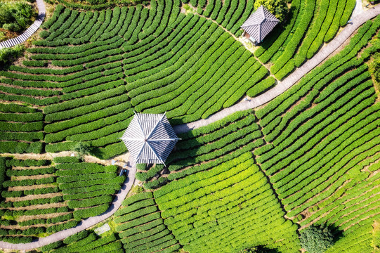 航拍三江布央仙人山茶园茶田