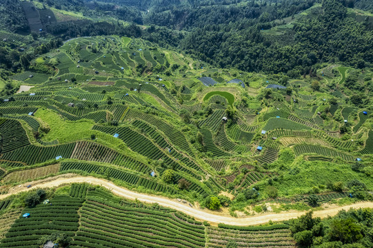 航拍三江布央仙人山茶园