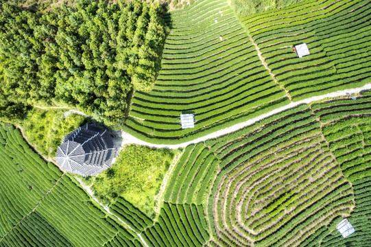 航拍三江布央仙人山茶园特写