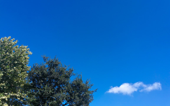 蓝天云和树