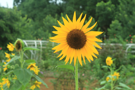 太阳花