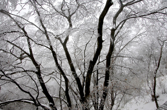 黄山雪松