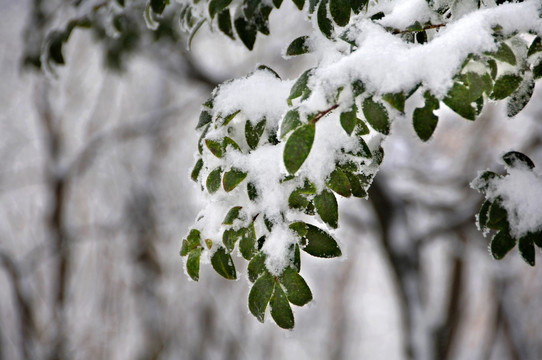 黄山雪松