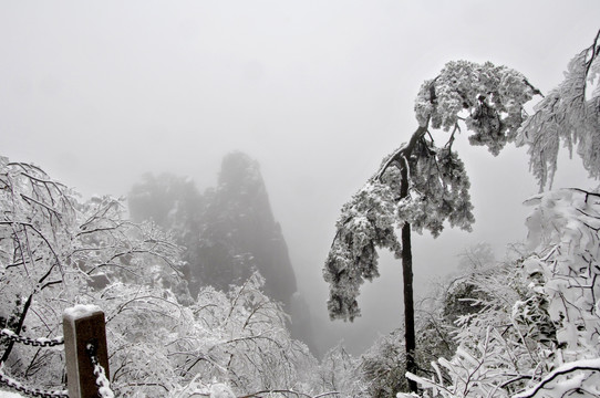 黄山雪松