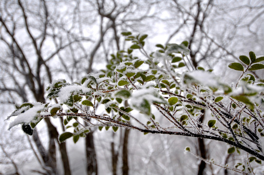 黄山雪松
