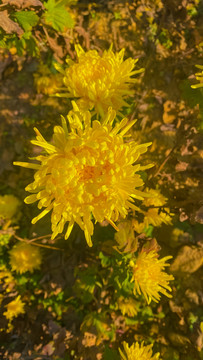 雏菊