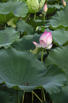 荷花素材