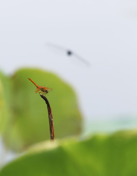 荷