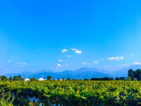 葡萄小镇葡萄种植基地采摘园