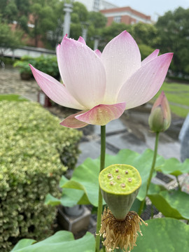 荷花