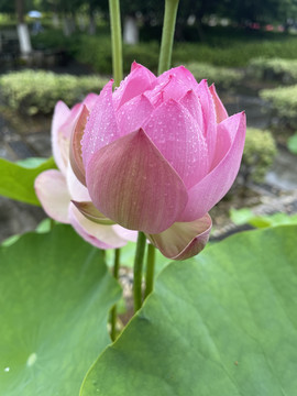 荷花