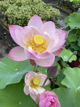 荷花
