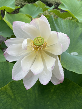 夏日荷花