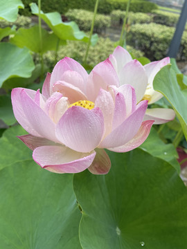 夏日荷花