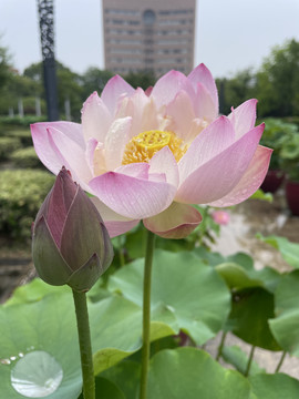 夏日荷花