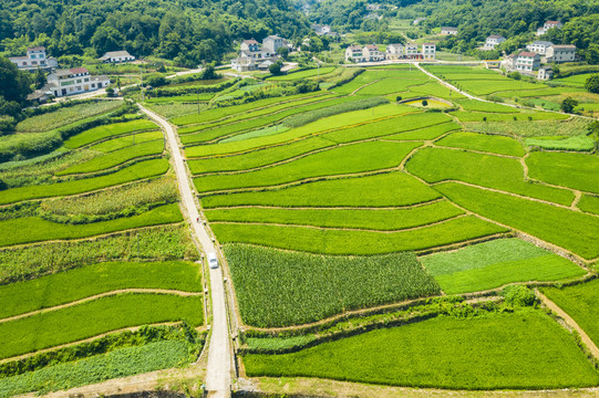 稻田航拍