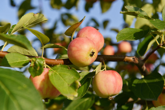 果树上成熟的红苹果
