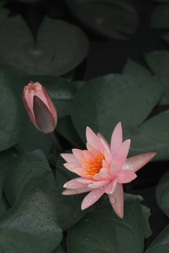 睡莲