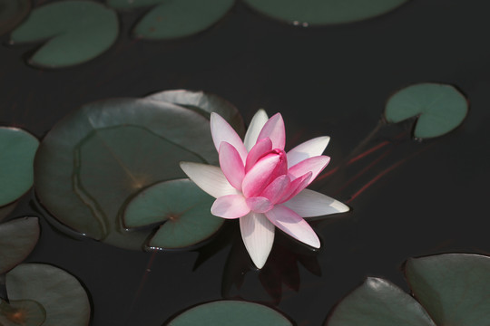 睡莲