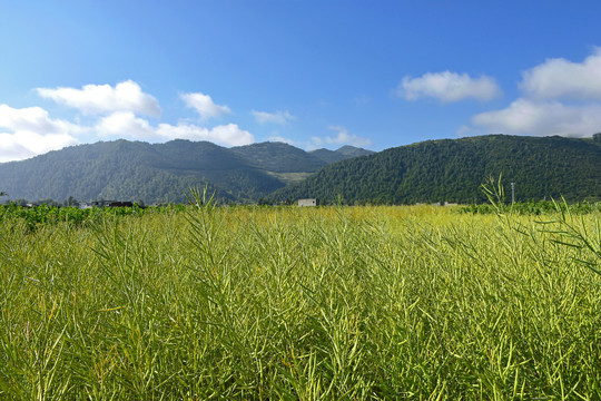 油菜田