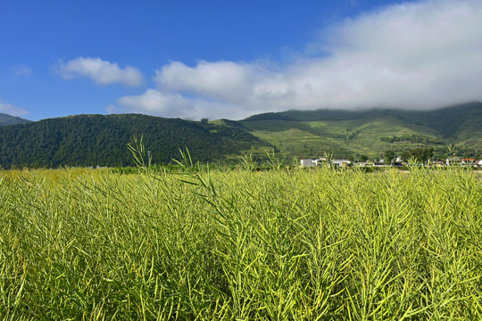 油菜田