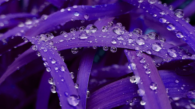 露珠水珠小水滴