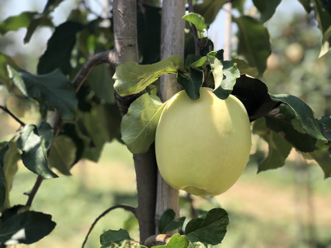 新农业种植苹果园