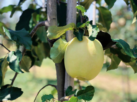 新农业种植苹果园