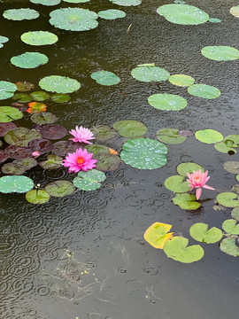 雨中莲花