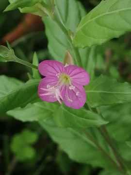 扶桑花