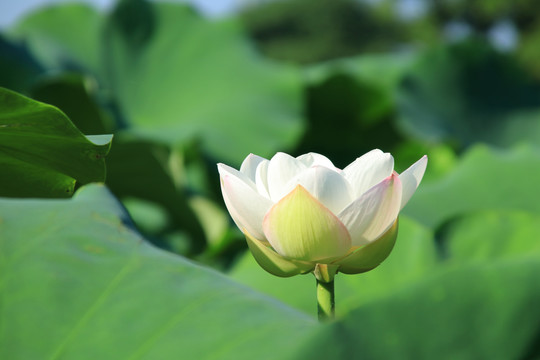 夏日荷花素材背景