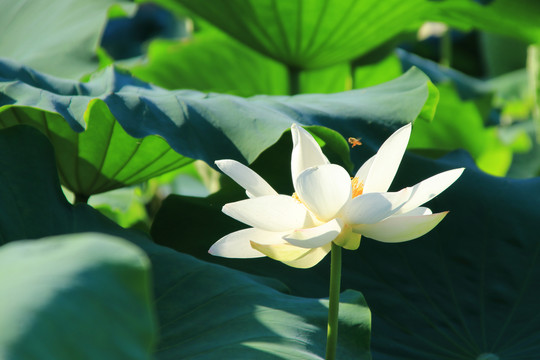 夏日荷花素材背景