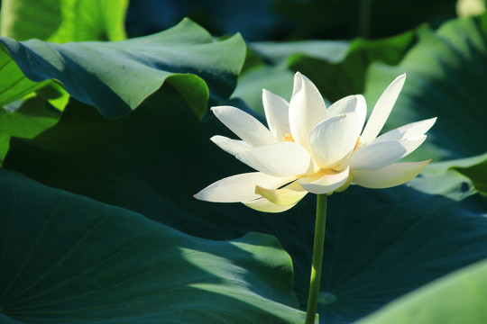 夏日荷花素材背景