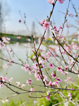 桃花