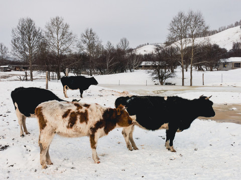 乡村冬季牛群
