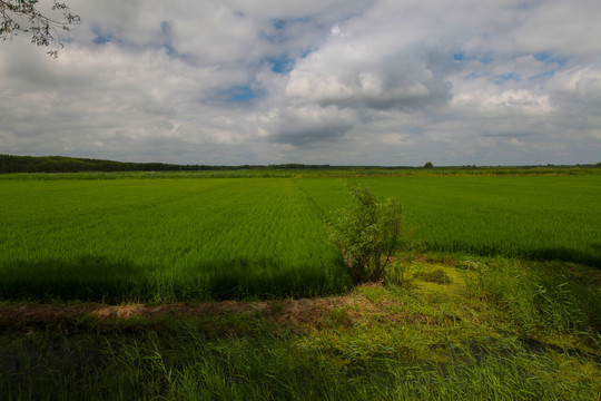 田园田野