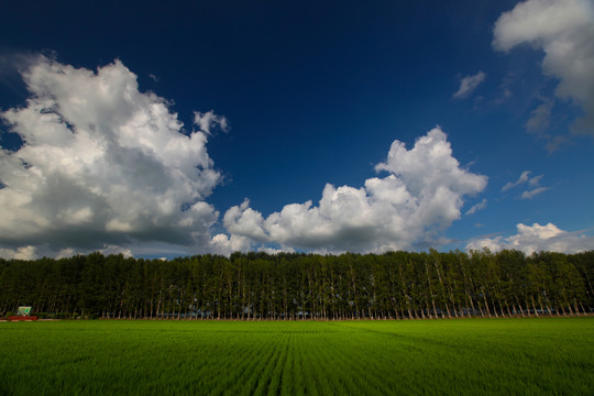 田园田野