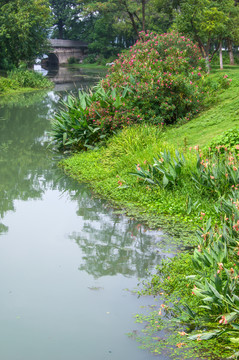 夏日池塘