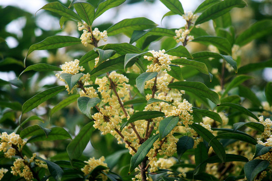 桂花枝