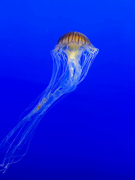 太平洋海刺水母