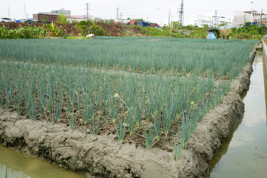 小香葱种植