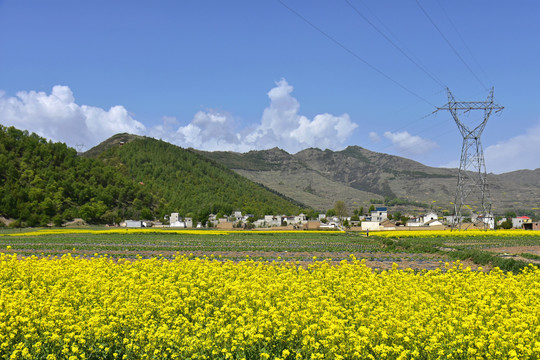 乡村油菜花