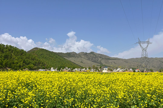 乡村油菜花