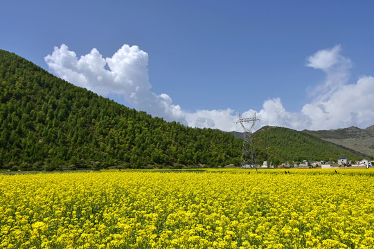 乡村油菜花