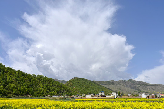 乡村油菜花